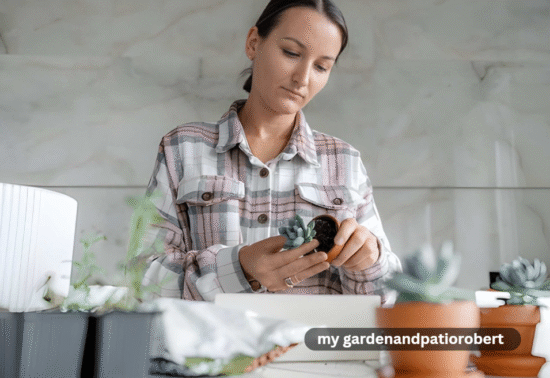 my gardenandpatiorobert