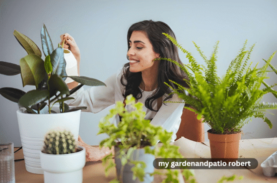 my gardenandpatio robert