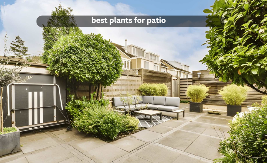 best plants for patio