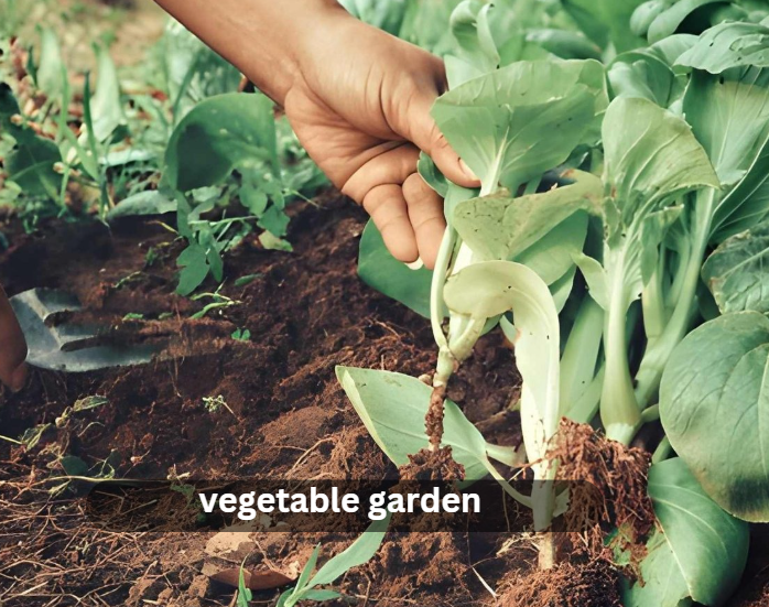 vegetable garden